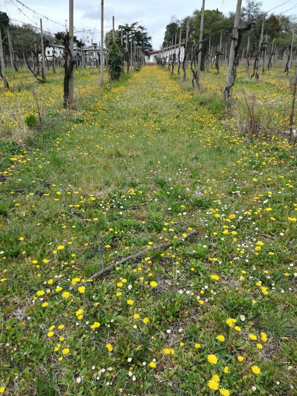 Willa Agriturismo Il Rovere Lonato Zewnętrze zdjęcie