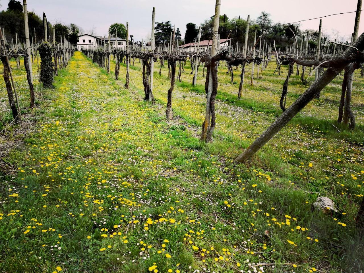 Willa Agriturismo Il Rovere Lonato Zewnętrze zdjęcie