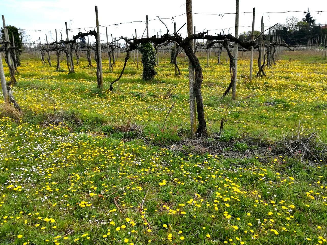 Willa Agriturismo Il Rovere Lonato Zewnętrze zdjęcie